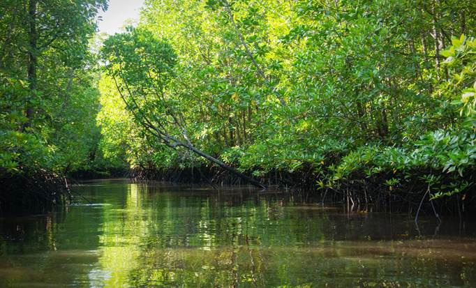 Roatan Island Day Tour & Mangrove Tunnel | Coxen Hole & Iguana Farm